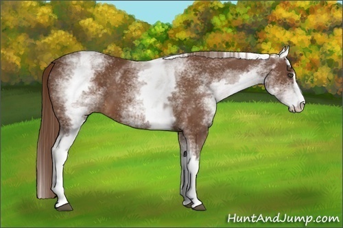 Horse Color:White Spotted Chestnut Sabino 