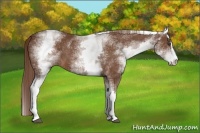 Horse Color:White Spotted Chestnut Sabino