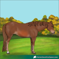 Horse Color:Chestnut 
