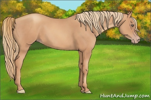 Horse Color:Gold Champagne