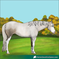 Horse Color:Gray Silver Buckskin Roan Pearl Sabino Rabicano 