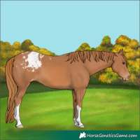 Horse Color:Chestnut Appaloosa