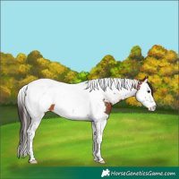 Horse Color:Bay Splash Tobiano Appaloosa