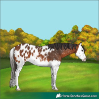 Horse Color:Bay Splash Appaloosa 