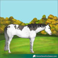 Horse Color:Grullo Splash Appaloosa 