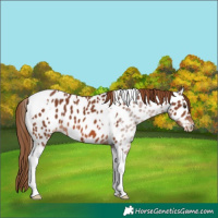 Horse Color:Chestnut Tobiano Appaloosa