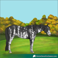 Horse Color:Black Sabino Rabicano 