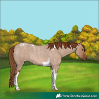 Horse Color:Red Dun Roan Tobiano Rabicano