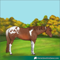 Horse Color:Chestnut Tobiano Appaloosa Rabicano