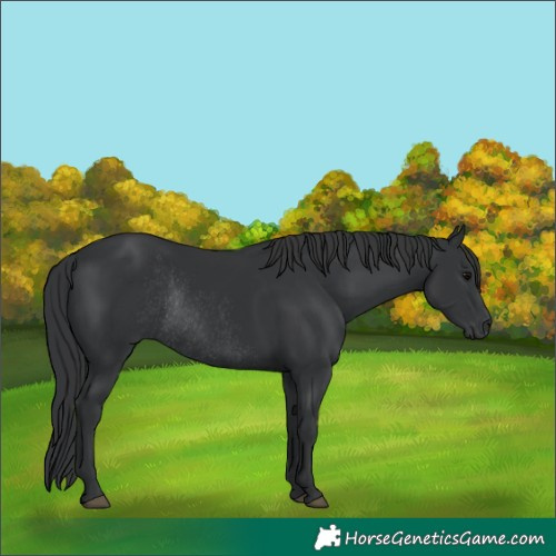 Horse Color:Black Rabicano