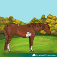 Horse Color:Chestnut Tobiano 