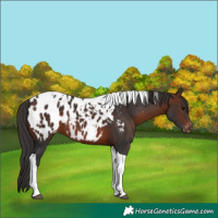 Horse Color:Brown Tobiano Appaloosa 