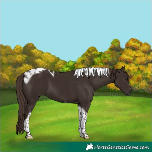 Horse Color:Liver Chestnut Tobiano 
