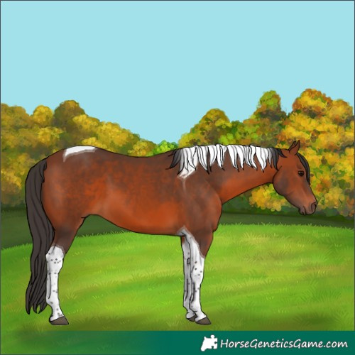 Horse Color:Bay Tobiano 
