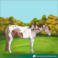 Horse Color:Chestnut Tobiano 