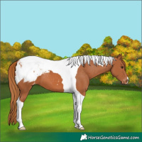 Horse Color:Chestnut Tobiano Appaloosa 
