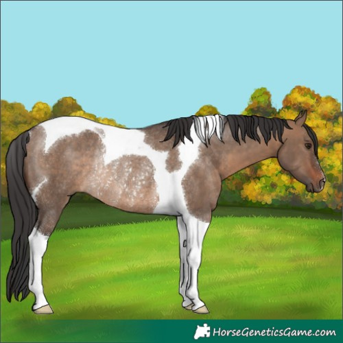 Horse Color:Brown Dun Tobiano Rabicano