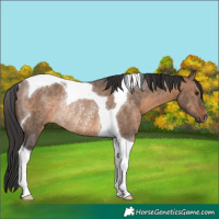 Horse Color:Brown Dun Tobiano Rabicano 