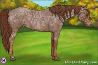 Horse Color:Red Ice Roan 