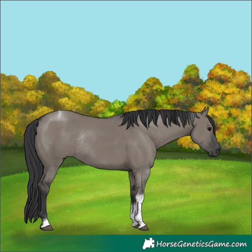 Horse Color:Grullo Tobiano Rabicano