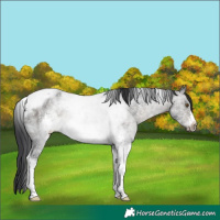 Horse Color:Brown Dun Sabino Tobiano Frame Rabicano 