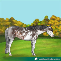 Horse Color:Brown Sabino Rabicano 