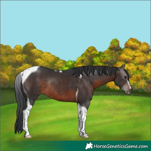 Horse Color:Brown Sabino Tobiano Rabicano