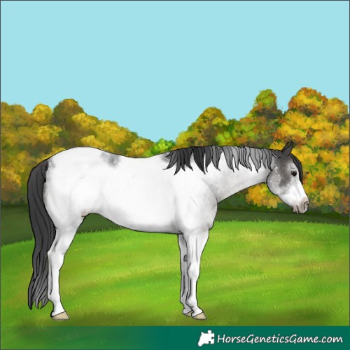 Horse Color:Grullo Sabino Tobiano Frame Rabicano 