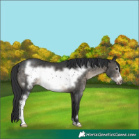 Horse Color:Brown Dun Sabino Frame Rabicano
