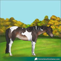 Horse Color:Brown Tobiano Rabicano 