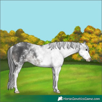 Horse Color:Black Sabino Rabicano 
