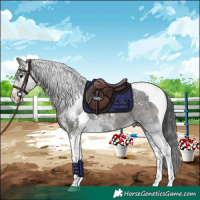 Horse Color:Black Sabino Tobiano Rabicano