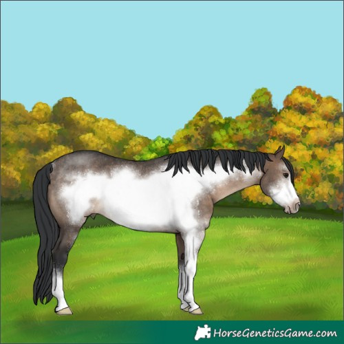 Horse Color:Brown Dun Sabino Frame Rabicano