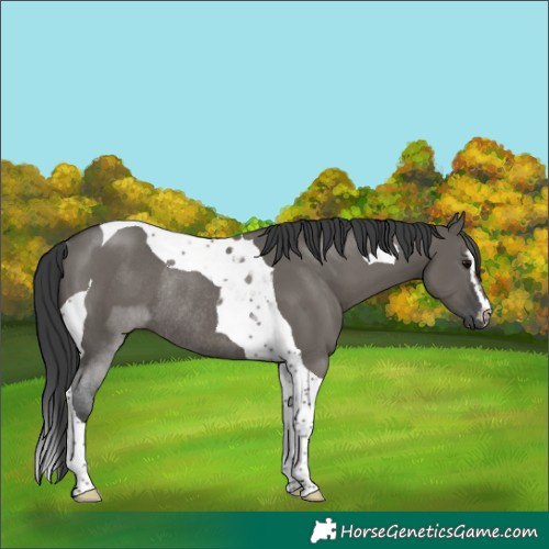 Horse Color:Grullo Sabino Tobiano Rabicano 