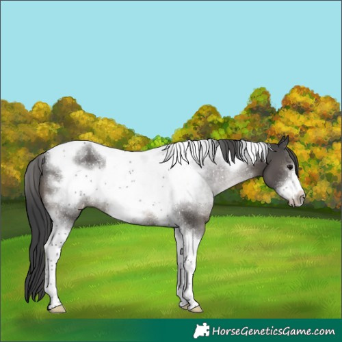 Horse Color:Black Sabino Tobiano Frame Rabicano 