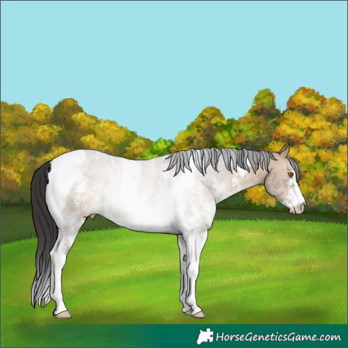 Horse Color:Brown Dun Sabino Tobiano Rabicano 