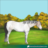 Horse Color:Brown Dun Sabino Tobiano Rabicano 