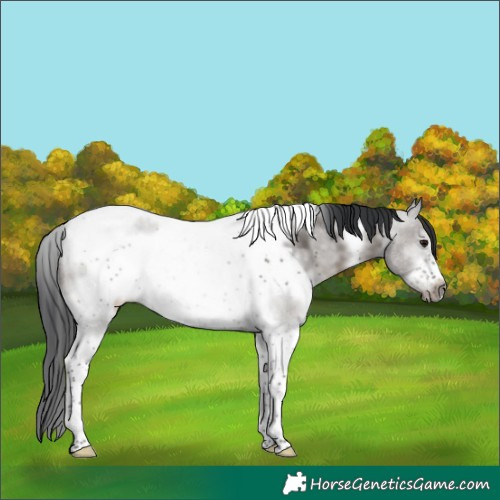 Horse Color:Grullo Sabino Tobiano Frame Rabicano 