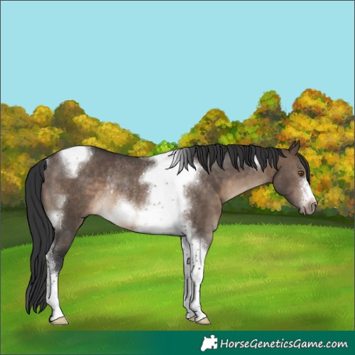 Horse Color:Brown Dun Tobiano Frame Rabicano 
