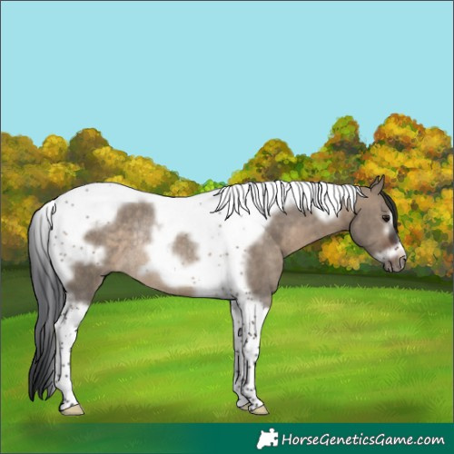 Horse Color:Brown Dun Tobiano Frame Rabicano 