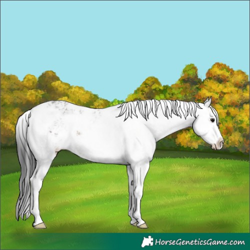 Horse Color:Brown Dun Sabino Rabicano