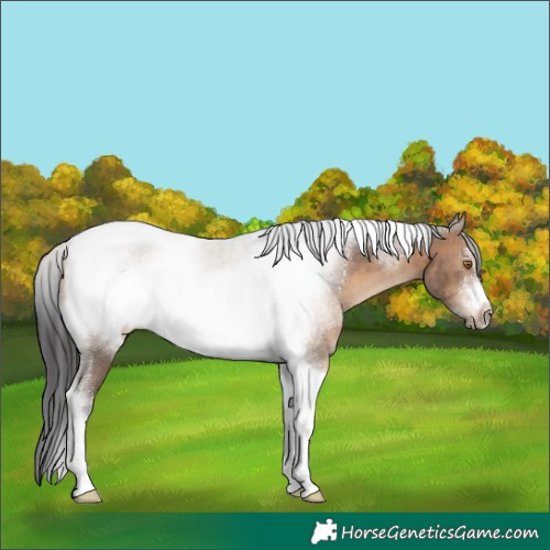 Horse Color:Brown Dun Sabino Tobiano Frame Rabicano 