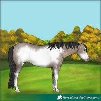 Horse Color:Brown Dun Sabino Frame Rabicano 
