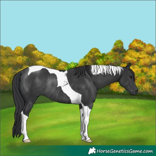 Horse Color:Black Tobiano Rabicano 
