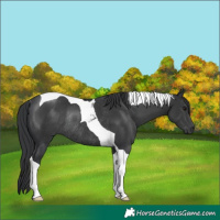 Horse Color:Black Tobiano Rabicano 