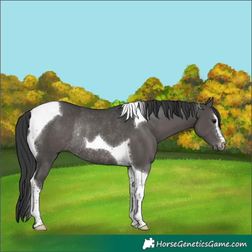 Horse Color:Black Sabino Tobiano Rabicano
