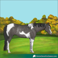 Horse Color:Black Sabino Tobiano Rabicano 