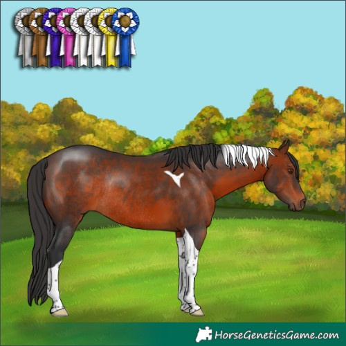 Horse Color:Brown Tobiano Rabicano 