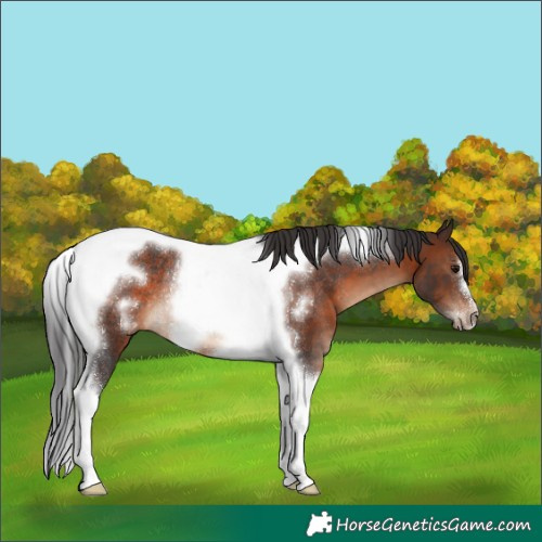 Horse Color:Brown Tobiano Frame Rabicano