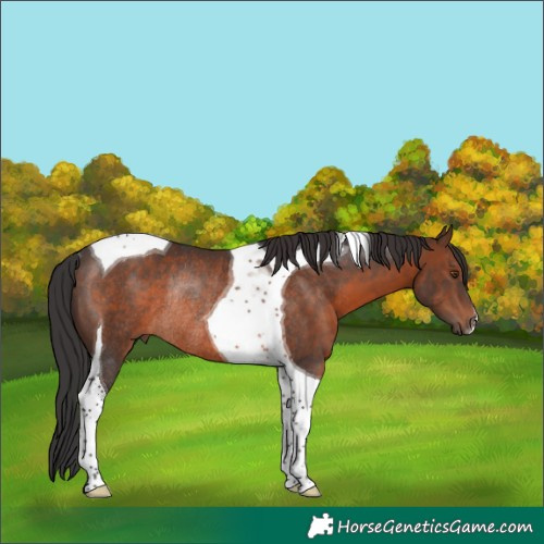 Horse Color:Brown Tobiano Rabicano